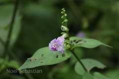 Asystasia dalzelliana